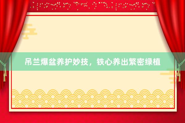 吊兰爆盆养护妙技，铁心养出繁密绿植